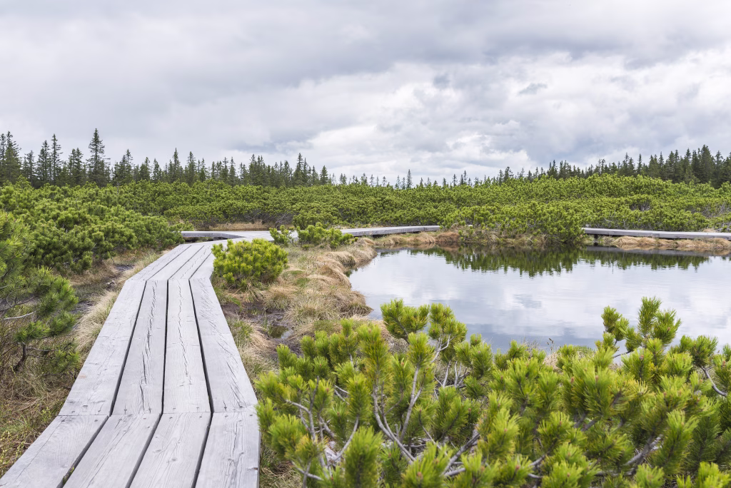 Beautiful nature, heath, spruce, lake, water, mountain, hill, wood