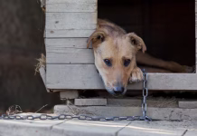 Če bo vaš pes na ketni, vas čaka visoka kazen – tako se ji boste izognili Chained up dog laying in wooden kennel with head out waiting to be released