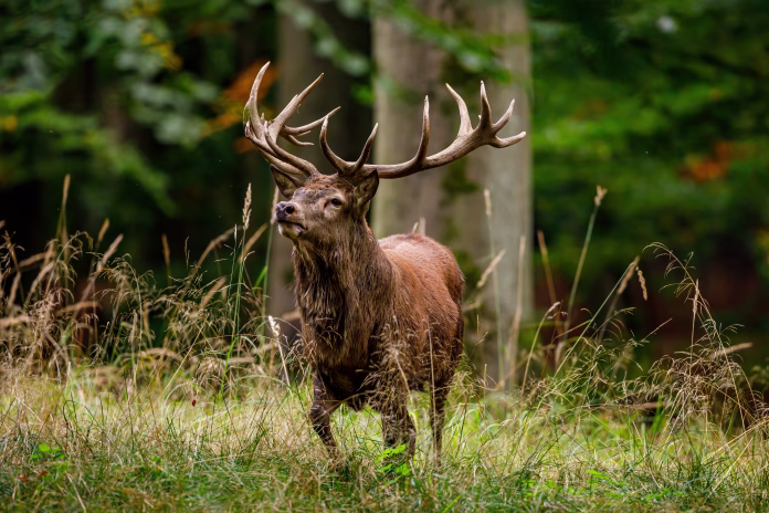 Deer at rutting season in the forest