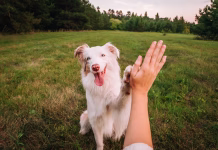 Ali lahko hišni ljubljenčki res zmanjšajo raven stresa? Dog gives paw to a woman making high five gesture