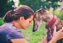 Ali je pokop psa ali mačke doma res zakonit? Zakon pravi … Friendship between woman and her dog. Cute greayhound with his owner. Profile portrait of spanish galgo and woman.