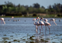 FOTO: V Sečovljah opazili nenavadnega obiskovalca – v Evropi se to ne zgodi Greater Flamingo, Phoenicopterus roseus, El Rocio, Donana NP, Spain. A flock of birds in the lake.