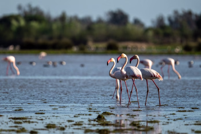 greater-flamingo-phoenicopterus-roseus-el-rocio-donana-np-spain-a-flock-of-birds-in-the-lake-stockpack-istock Greater Flamingo, Phoenicopterus roseus, El Rocio, Donana NP, Spain. A flock of birds in the lake.