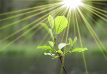 Znanstveniki do preboja na poti k umetni fotosintezi Growing plant with sunbeams