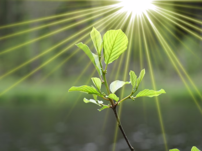 growing-plant-with-sunbeams-stockpack-istock Growing plant with sunbeams