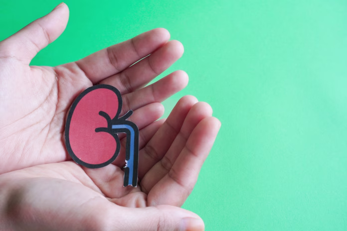 hands-holding-kidney-shaped-paper-world-kidney-day-national-organ-donor-day-charity-donation-concept-stockpack-istock Hands holding kidney shaped paper, world kidney day, National Organ Donor Day, charity donation concept