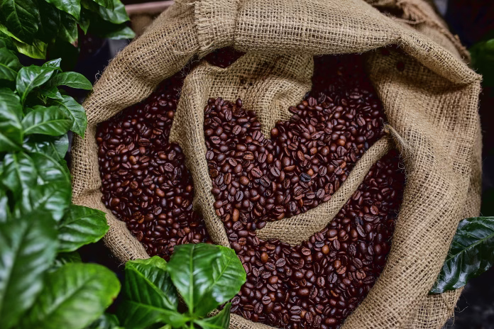 Open bag with coffee beans slices of green leaves. beautiful light, vigor of coffee beans, among coffee bushes.