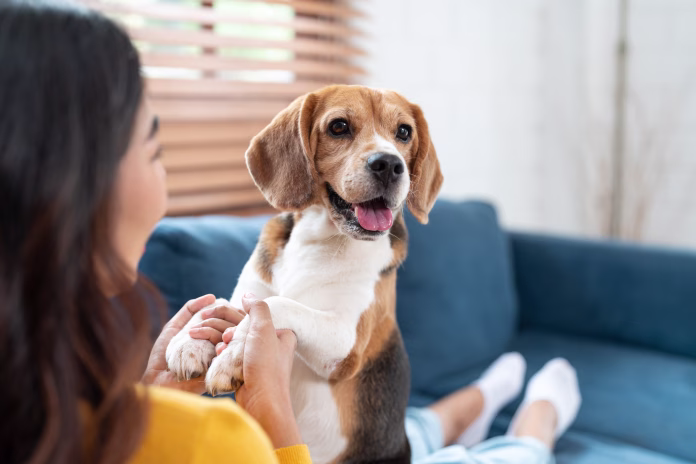 Portrait of beagle dog playing with Asian young woman on sofa in living room at cozy home. Pet and cute animal concept.