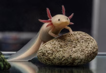 Aksolotl: Si tega eksotičnega hišnega ljubljenčka lahko omislimo tudi pri nas? A cute axolotl poses on a stone