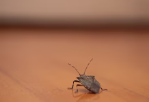 Tako se boste za vedno znebili smrdljivcev – učinkoviti nasveti za jesen Asian bedbug in the house