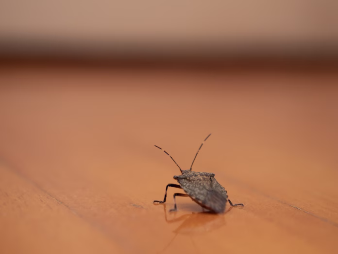 asian-bedbug-in-the-house-stockpack-istock Asian bedbug in the house