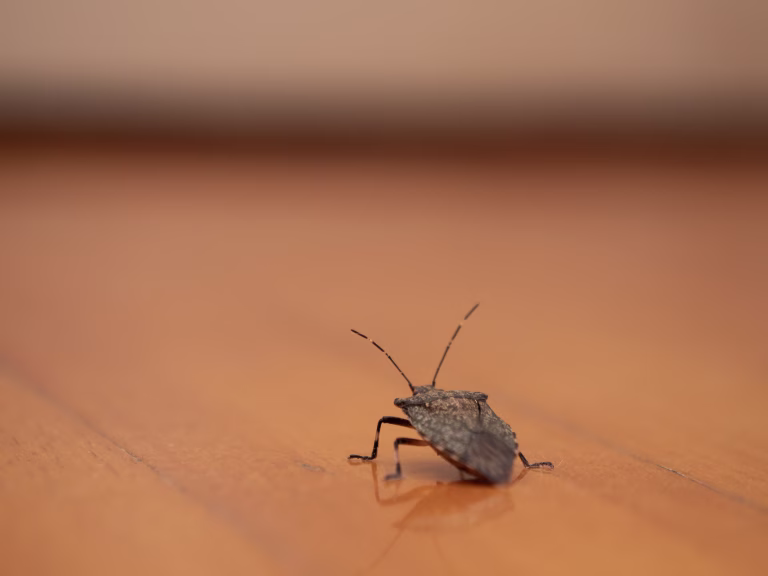 Asian bedbug in the house