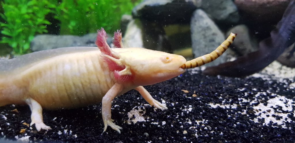 Axolotl tank, axolotl aquarium, 3 axolotl in one aquarium eating worms