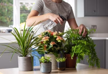 10 rastlin, ki bodo v vaš dom privabile bogastvo in dobro energijo Close Up Of Woman Caring For And Watering House Plants With Spray