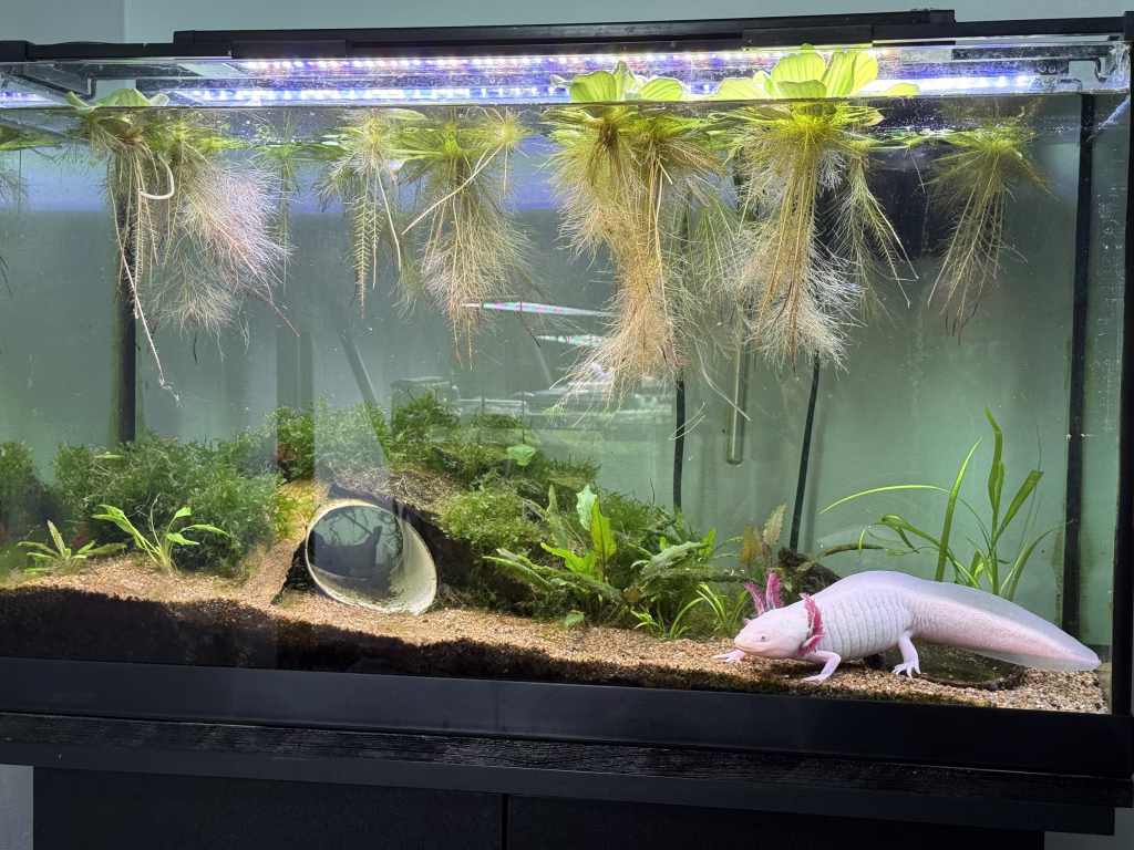 Female Leucistic axolotls in planted aquarium