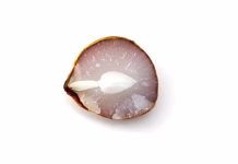 Ne je vreči stran! Kakijeva koščica vam lahko razodene veliko skrivnost persimmon seed,