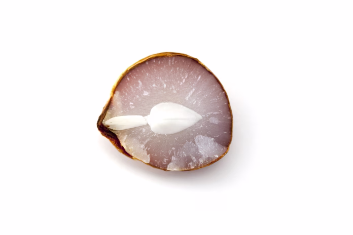persimmon-seed-stockpack-istock persimmon seed,