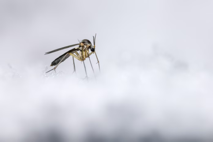 the-ice-mosquito-stockpack-istock The Ice Mosquito