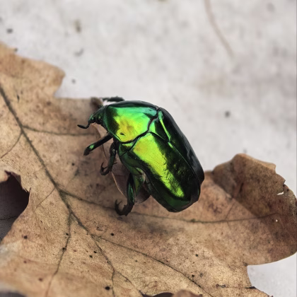 Fotografija skarabeja.