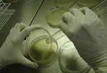 Bakterije, ki so genetsko blizu ljudem, nosijo veliko skrivnost An detail of a analyst pouring some medium for a bacteria culture essay inside a petri dish inside a sterile environment with laminar flow hood