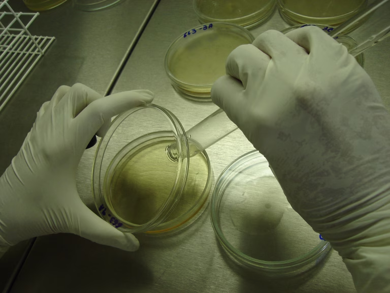 An detail of a analyst pouring some medium for a bacteria culture essay inside a petri dish inside a sterile environment with laminar flow hood