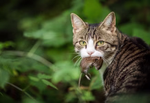 Zakaj vam mačke prinesejo pokazati svoj plen? Cat hunter with a caught mouse in her mouth