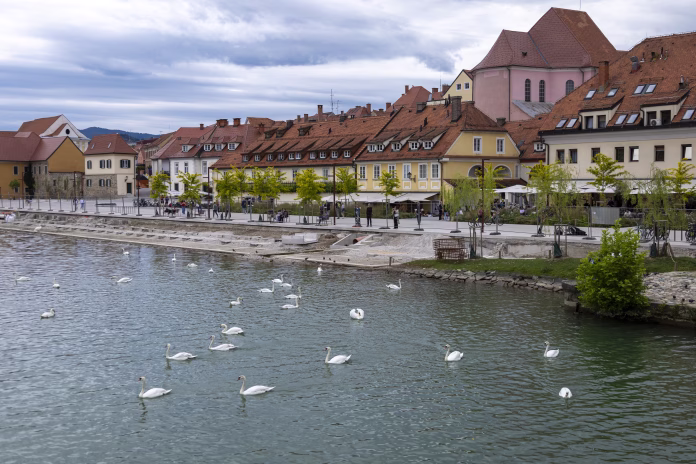 Warm sunlight bathes Maribor’s historic riverside as swans glide peacefully across the water.