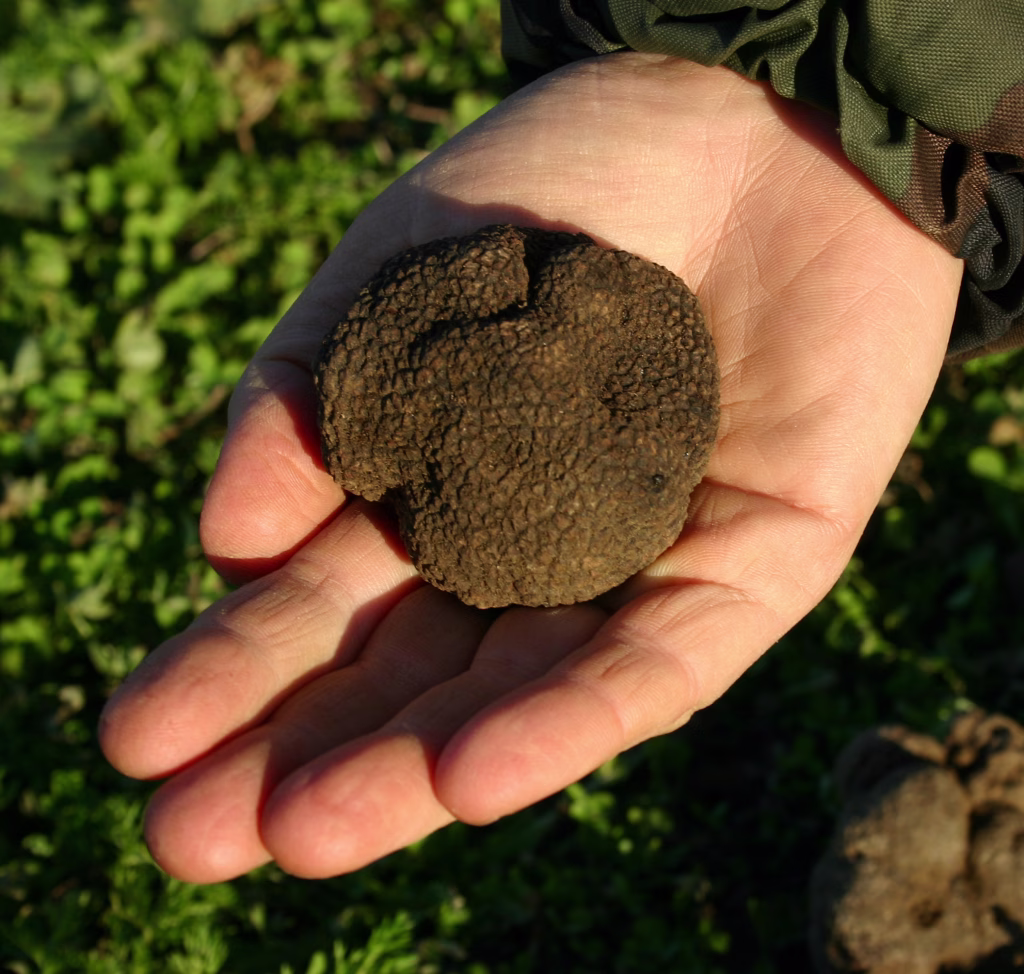 beautiful mushroom dark truffle in a hand
