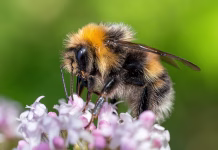 Zakaj so čmrlji tako slabi nabiralci nektarja? Bumblebee collects nectar from the flower. Close-up macro.