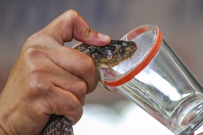 milking-cobra-snake-venom-in-thailand-stockpack-istock Milking cobra snake venom in Thailand