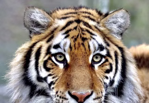 Ta lastnost lahko odloči, ali žival v naravi preživi ali umre portrait of a beautiful tiger