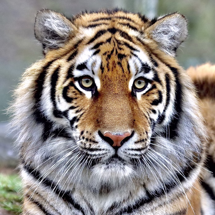 portrait of a beautiful tiger