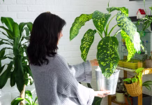 Grda resnica lončnic: rastline v tvojem domu morda niso … Repotting and caring home plant dieffenbachia Cheetah into new pot in home interior. Woman breeds and grows plants as a hobby, holds Varietal diffenbachia with large spotted leaves, large size
