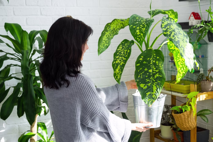 Repotting and caring home plant dieffenbachia Cheetah into new pot in home interior. Woman breeds and grows plants as a hobby, holds Varietal diffenbachia with large spotted leaves, large size