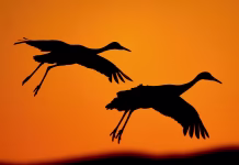 Kako so se razvile ptice? Zgodba je bolj zapletena, kot smo mislili Sandhill Crane in flight
Bosque Del Apache NWR, New Mexico