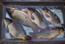 Ribje usnje: nov trend ali rešitev prihodnosti? Several katla fishes are kept in a vessel with full of water