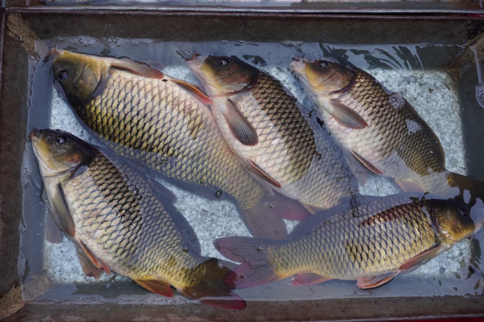 Several katla fishes are kept in a vessel with full of water