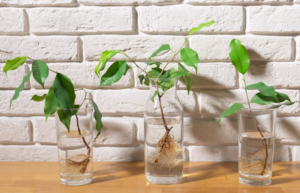three transparent glasses with water and cuttings of ficus benjamin against a white brick wall. No-Soil gardening. Plant and interior concept.