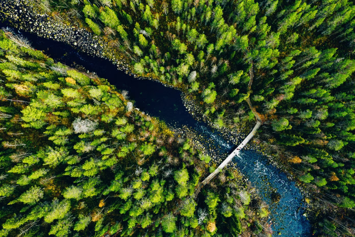 Aerial view of fast river through green pine forest in Finland, Oulanka national park.