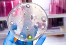 Blizu Slovenije odkrili tisočletja staro bakterijo, ki je odporna na današnje antibiotike Antimicrobial susceptibility testing in petri dish. Antibiotic resistance of bacteria