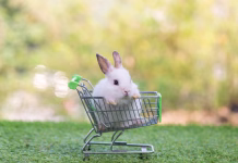 Nakupovalni seznam za veliko noč: to za praznike ne sme manjkati Baby rabbit with shopping cart on green grass and bokeh background. Adorable and cute new born rabbit as shopping online concept. Lovely bunny Easter fluffy baby rabbit.