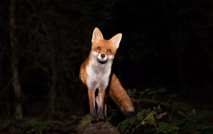 close-up-of-a-red-fox-vulpes-vulpes-standing-on-a-fallen-tree-at-night-uk-stockpack-istock Close up of a Red fox (Vulpes vulpes) standing on a fallen tree at night, UK.