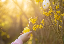 Velikonočni prazniki: s temi nasveti bodo okolju prijaznejši Easter tradition decor.Childrens hands hang a yellow Easter egg on a branch with yellow flowers in the rays of the sun in a sunny garden.Garden decoration for spring Catholic and Christian holidays.