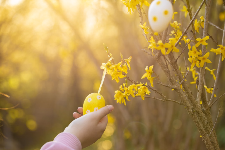 Easter tradition decor.Childrens hands hang a yellow Easter egg on a branch with yellow flowers in the rays of the sun in a sunny garden.Garden decoration for spring Catholic and Christian holidays.