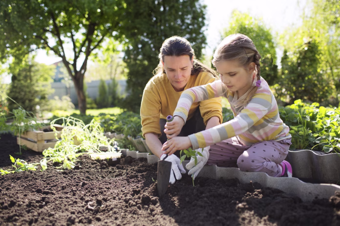 Family mom and two child daughter planting seedling In ground on allotment in garden