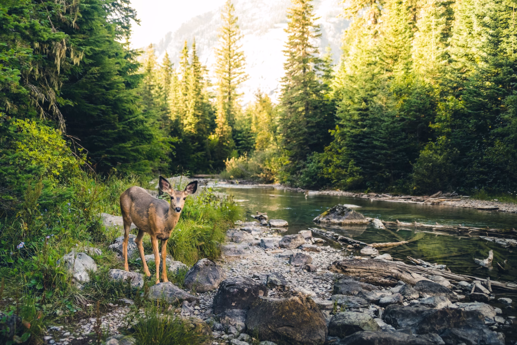 Image of a lone deer in a forest.