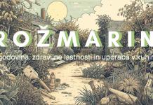 Rožmarin: začimba, ki krepi telo in um rožmarin, zgodovina, zdravilne lastnosti in uporaba v kuhinji