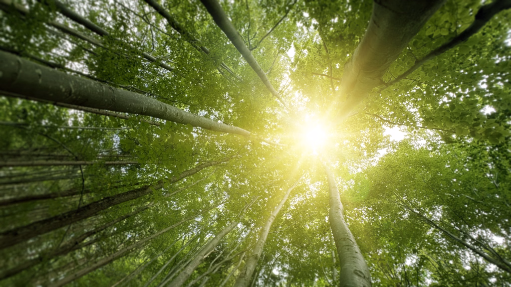 Green forest with sun through leaves and branches.Nature environment,ecology and sustainability concept.Forest reduce carbon emissions