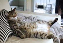 Optimalna dolžina popoldanskega spanca Little bit overweight tabby cat know how to relax, nice pose on the back showing big belly