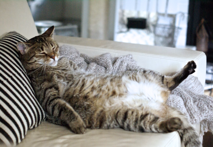 Little bit overweight tabby cat know how to relax, nice pose on the back showing big belly